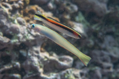 Ptereleotris monoptera