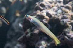 Ptereleotris monoptera