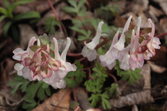 Corydalis malkensis