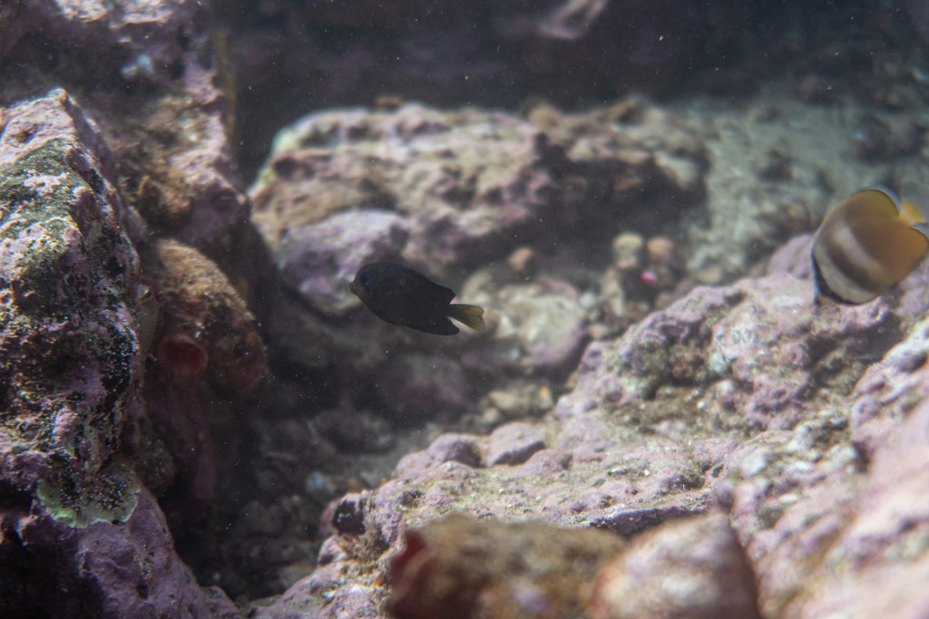 Twospot surgeonfish (Ctenochaetus binotatus) — Acanthuridae