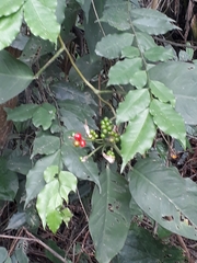 Magnoliopsida