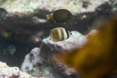 Prionurus microlepidotus