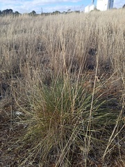 Lomandra effusa
