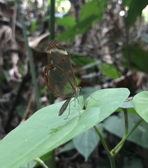 Greta morgane morgane