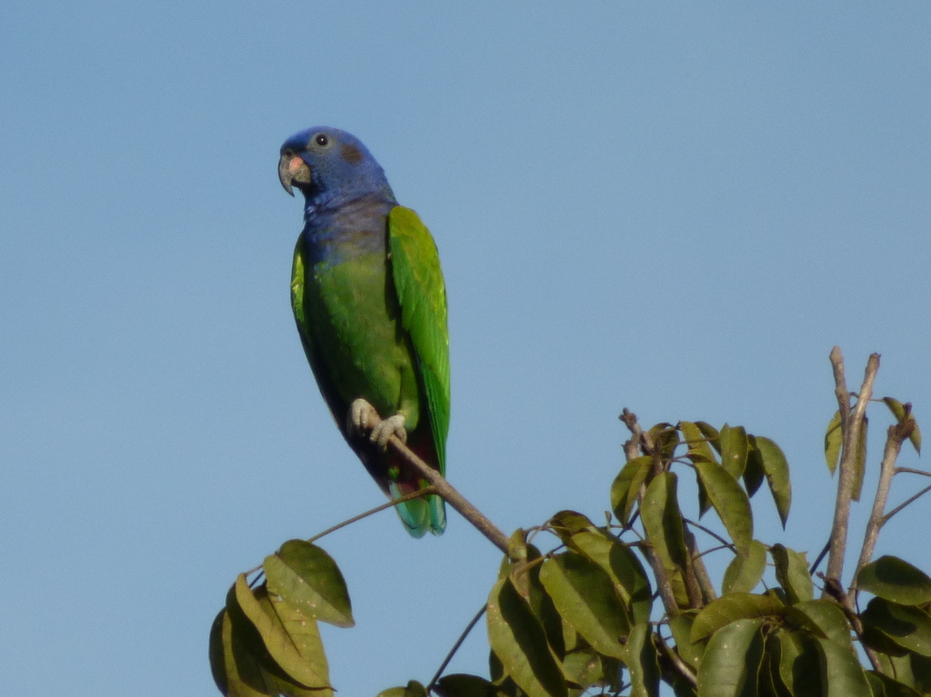 Blue-headed Parrot (Blue-headed)