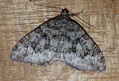 Chrysolarentia gypsomela