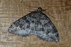 Chrysolarentia gypsomela
