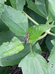Caelifera