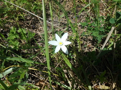 Ornithogalum woronowii