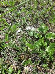 Ornithogalum woronowii