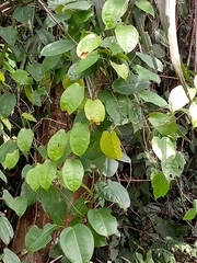 Angiospermae