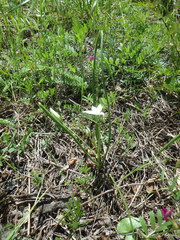 Ornithogalum woronowii