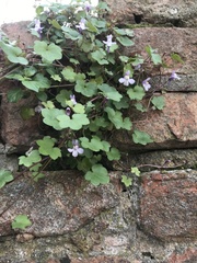 Cymbalaria muralis