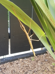 Clitarchus hookeri