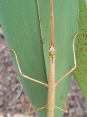 Clitarchus hookeri