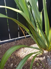 Clitarchus hookeri