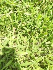Anura