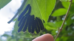 Apareophora forsythiae