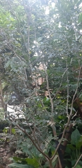 Plinia cauliflora