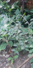 Plinia cauliflora