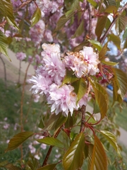 Prunus serrulata