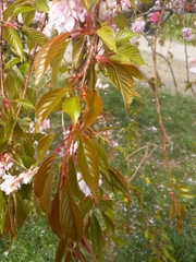 Prunus serrulata