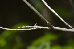 Neoitamus flavofemoratus