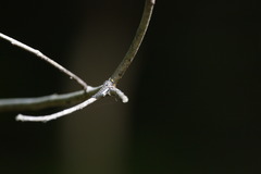 Neoitamus flavofemoratus