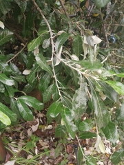 Brachylaena discolor