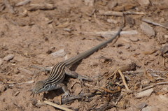 Aspidoscelis neomexicanus