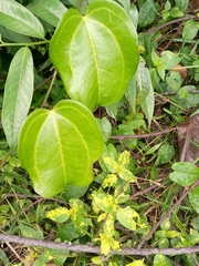 Tracheophyta