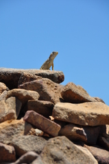 Oplurus cyclurus