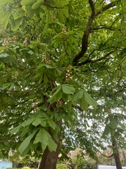 Aesculus hippocastanum