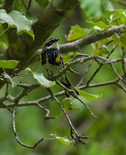 Myrtle Warbler photographed in North Carolina