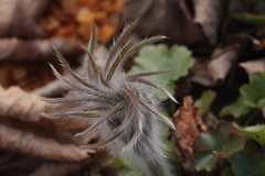 Pulsatilla orientali-sibirica
