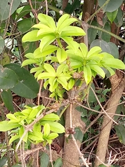 Magnoliopsida