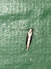 Coleotechnites florae