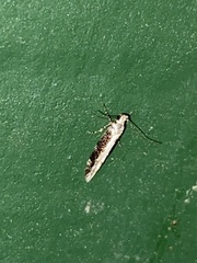 Coleotechnites florae