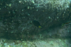 Ctenochaetus binotatus