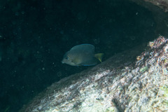 Ctenochaetus binotatus