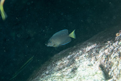 Ctenochaetus binotatus