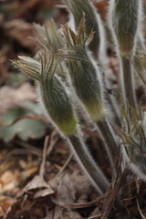 Pulsatilla orientali-sibirica
