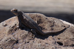 Sceloporus cowlesi