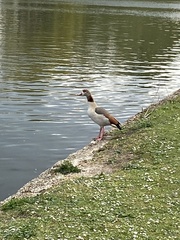 Alopochen aegyptiaca