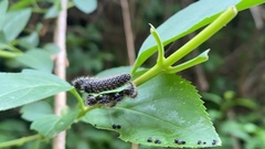 Apareophora forsythiae