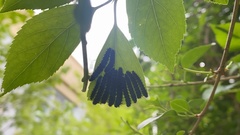 Apareophora forsythiae