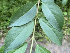 Apareophora forsythiae