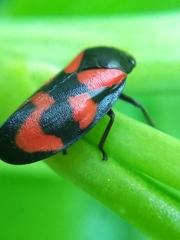 Cercopis vulnerata