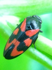 Cercopis vulnerata