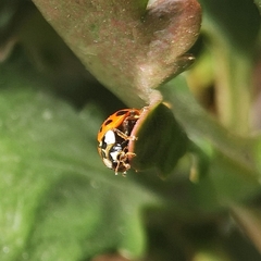 Harmonia axyridis